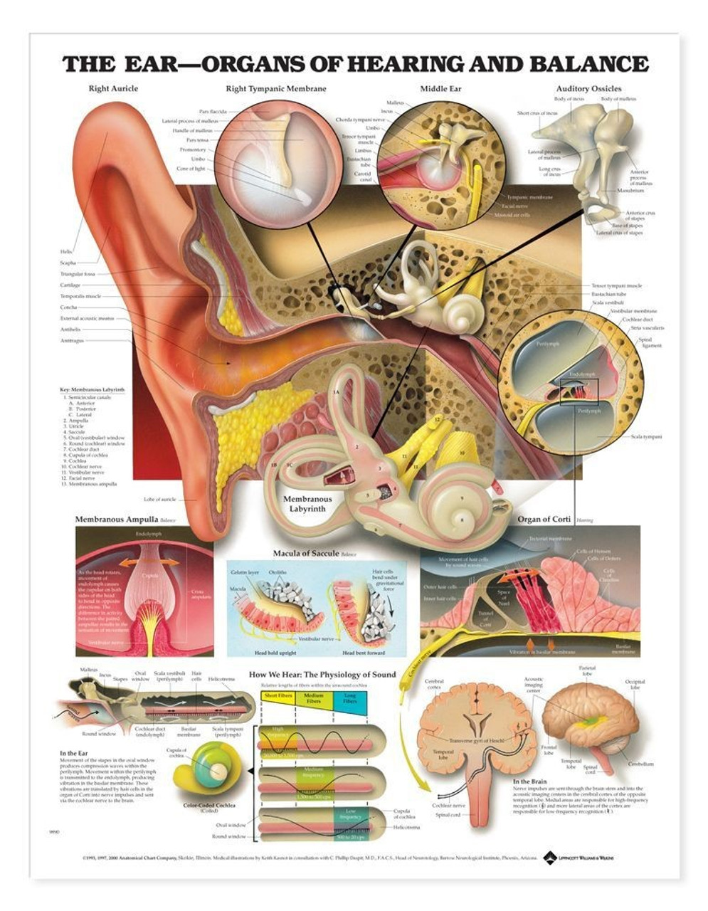 Anatomical Chart Posters