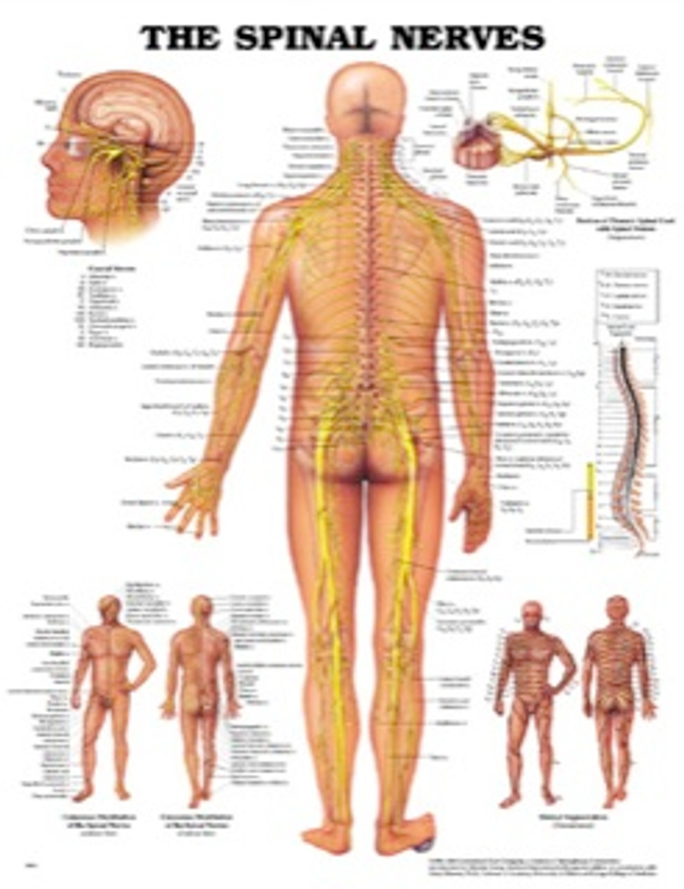 Spinal Nerves Anatomy Chart