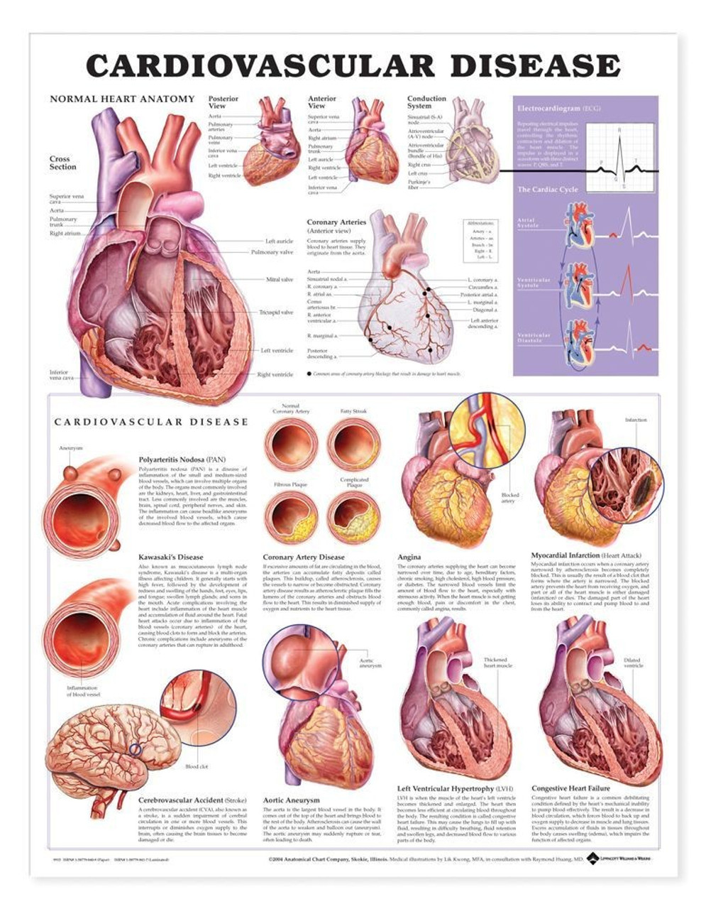 Anatomy Of The Heart Chart
