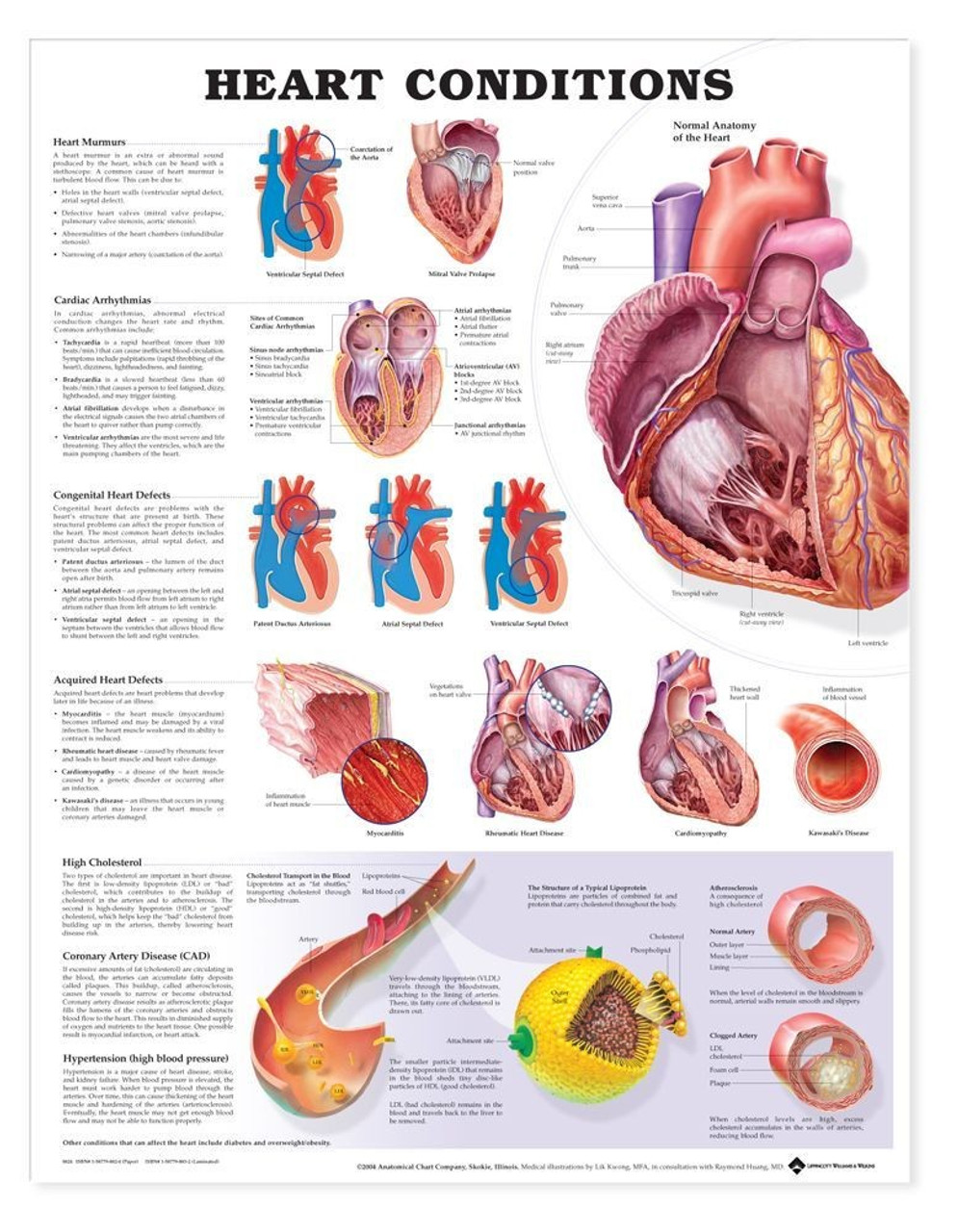 Anatomical Chart Posters