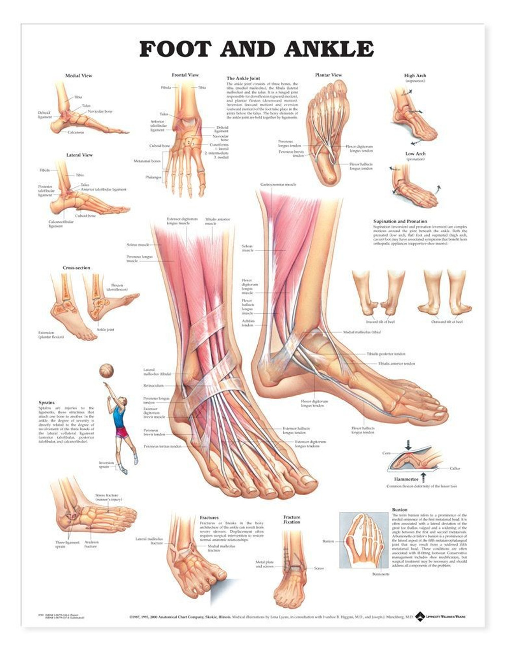 Foot and Ankle Anatomical Poster