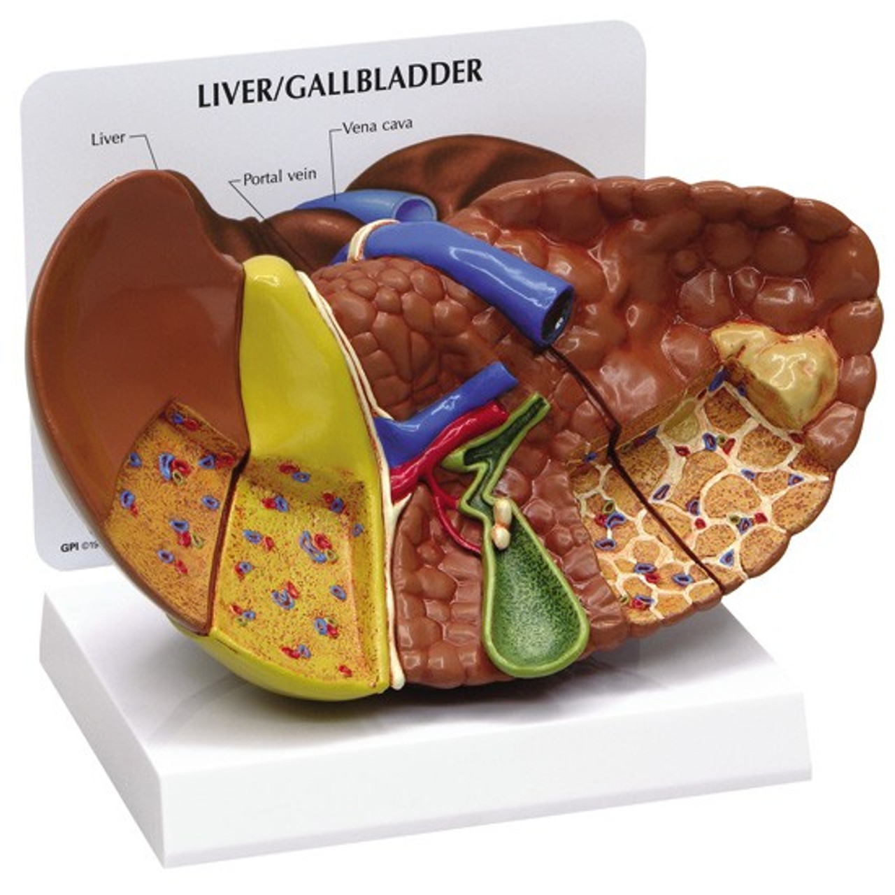 pancreas model anatomy