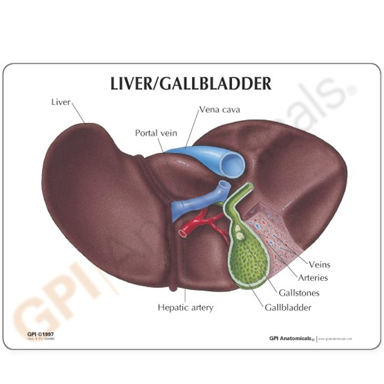 Liver and Gallbladder Description Card