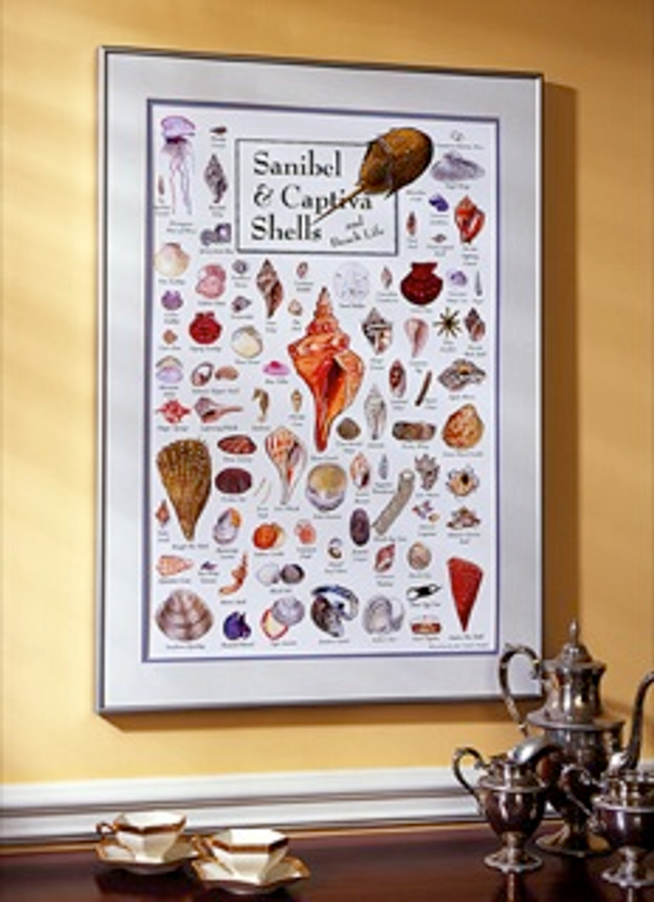 Sanibel & Captiva Shells & Beach Life Poster