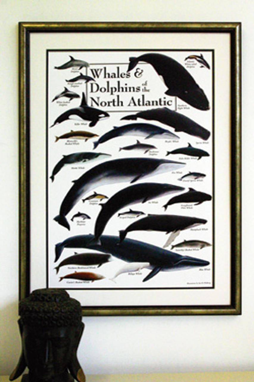 Whales & Dolphins of the North Atlantic Poster