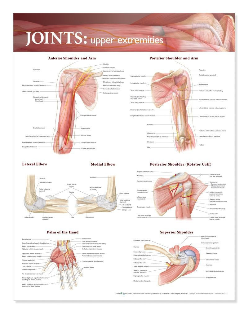 Joints: Upper Extremities Anatomical Chart - Poster Laminato Anatomo Dell'arto Superiore