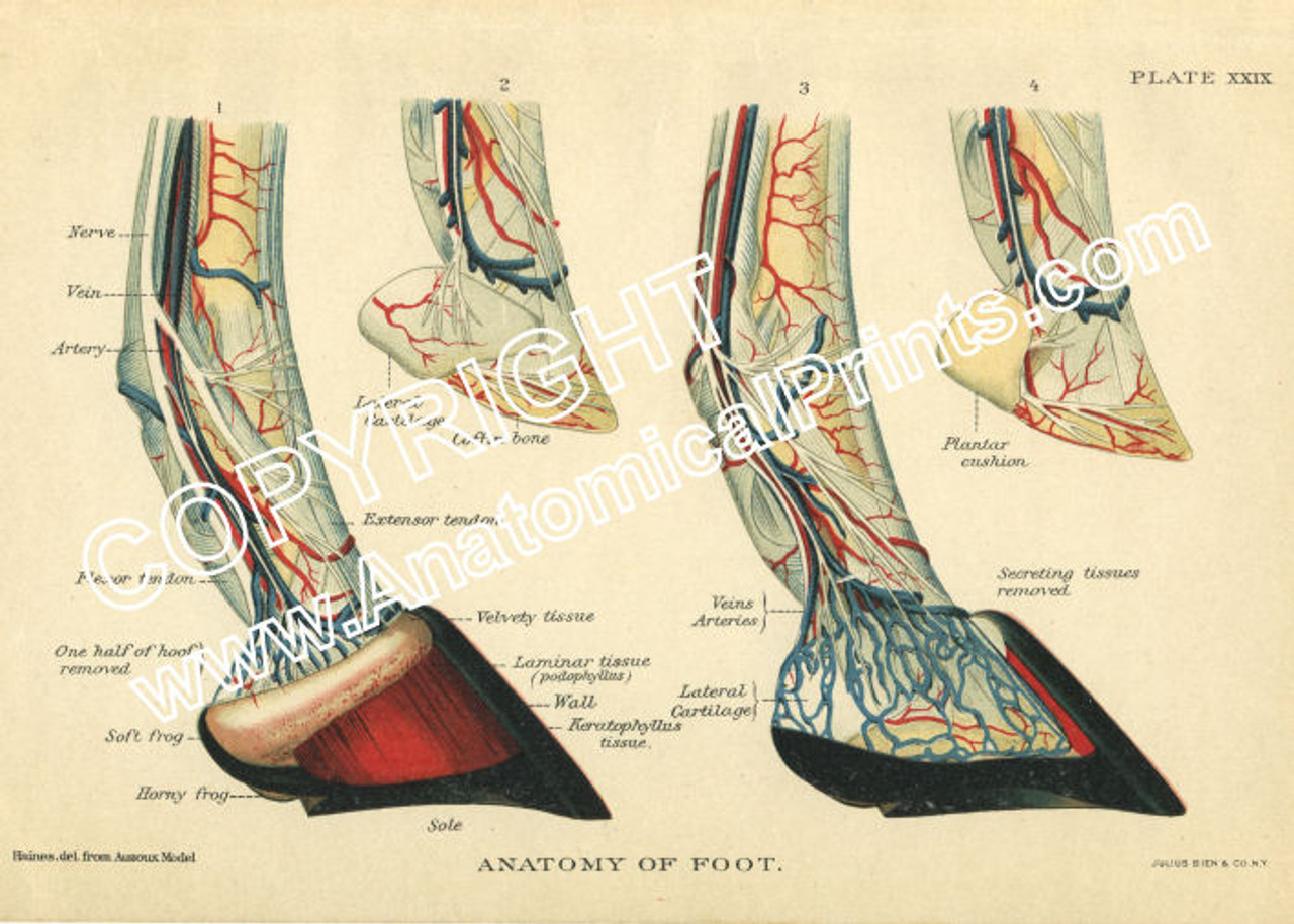 Horse Foot Print