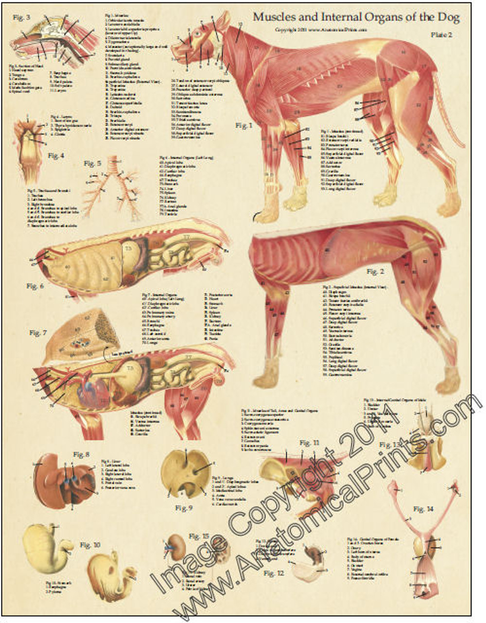 Muscles and Internal Organs