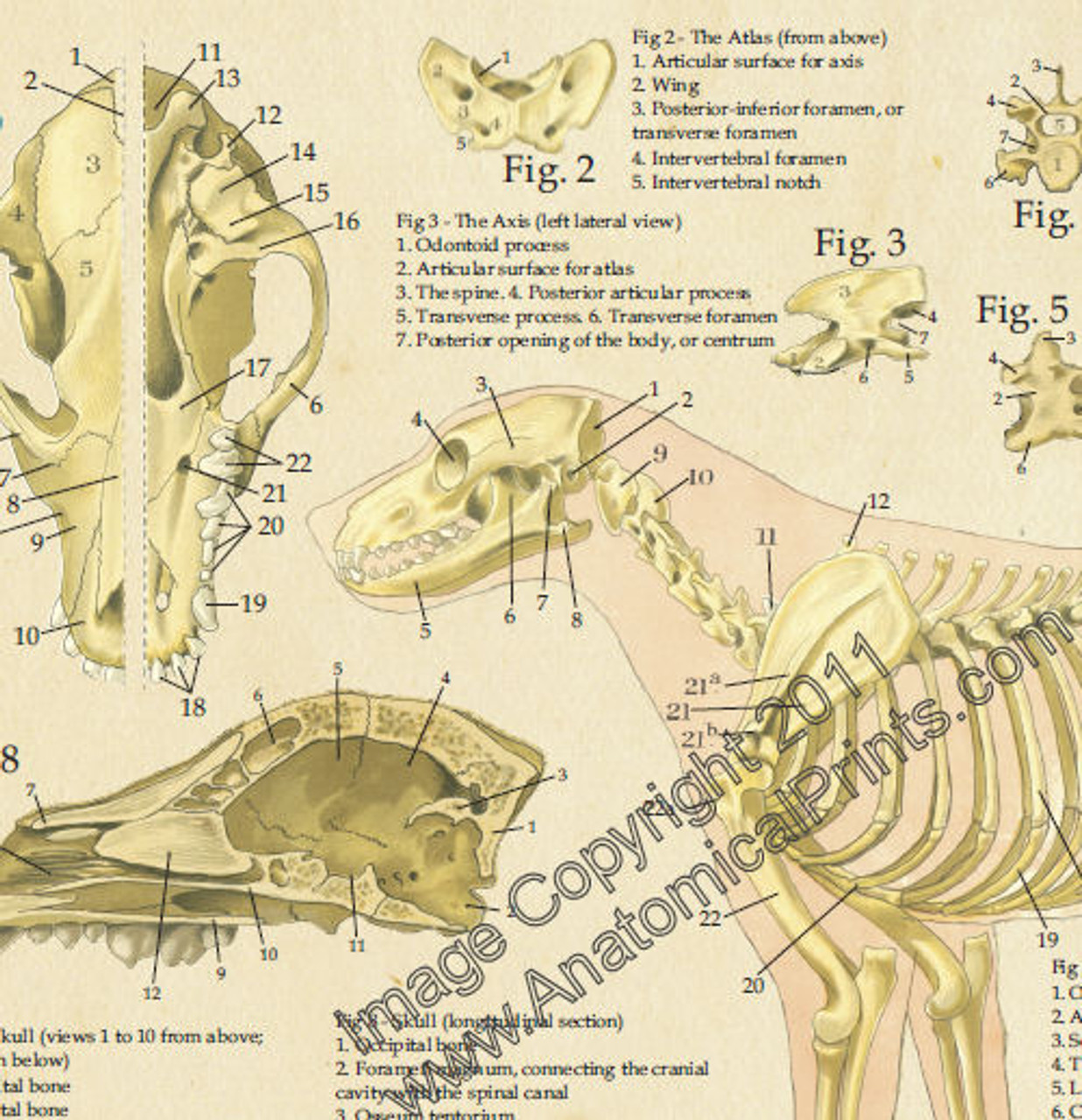 Close Up View of Dog Anatomy Poster