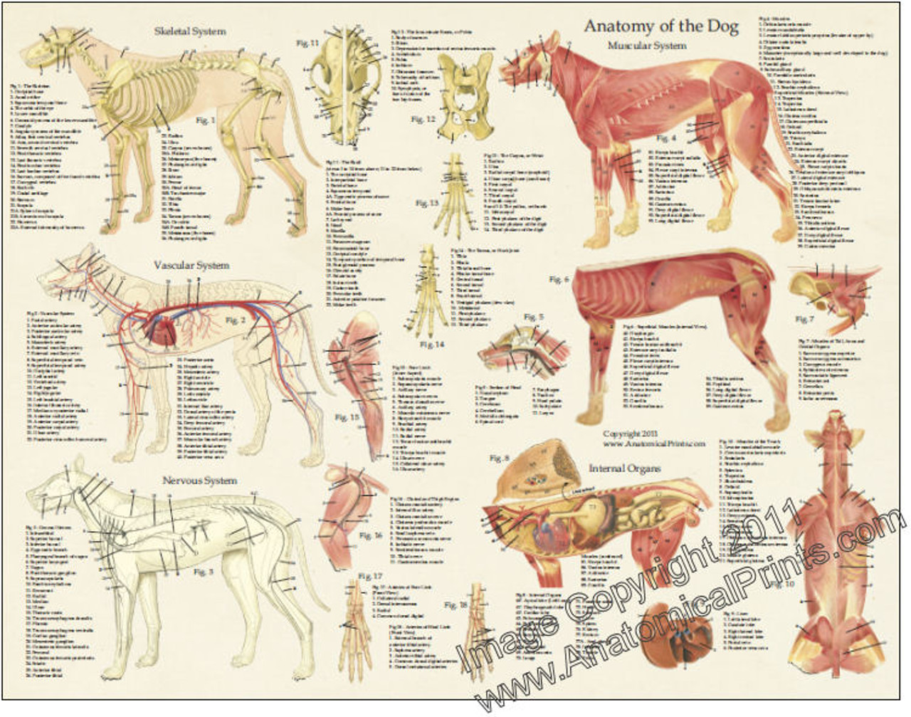 Printable Dog Anatomy Chart