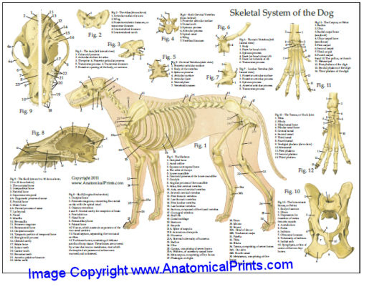 Dog Reflexology Chart