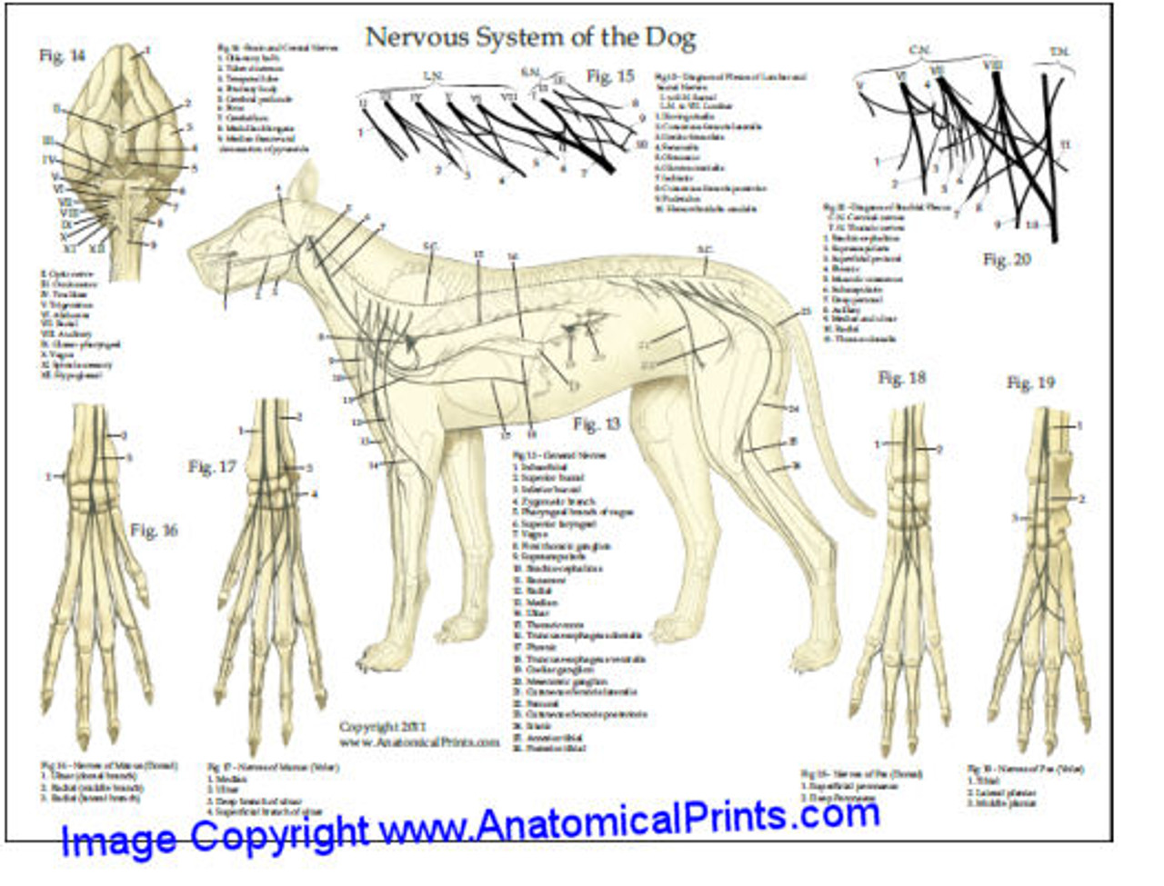 Canine Nervous System