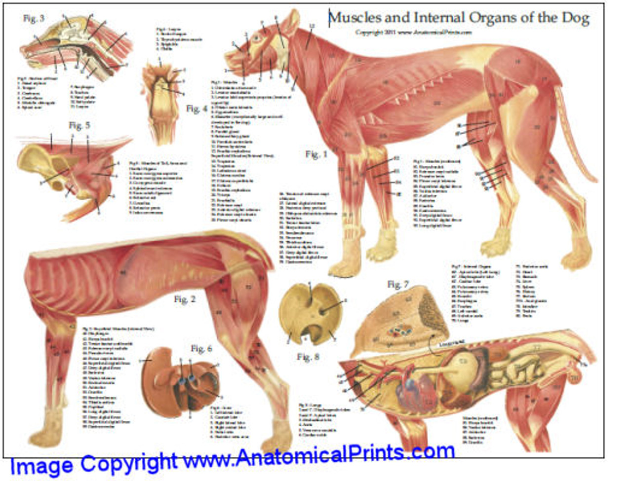 Canine Muscle Chart