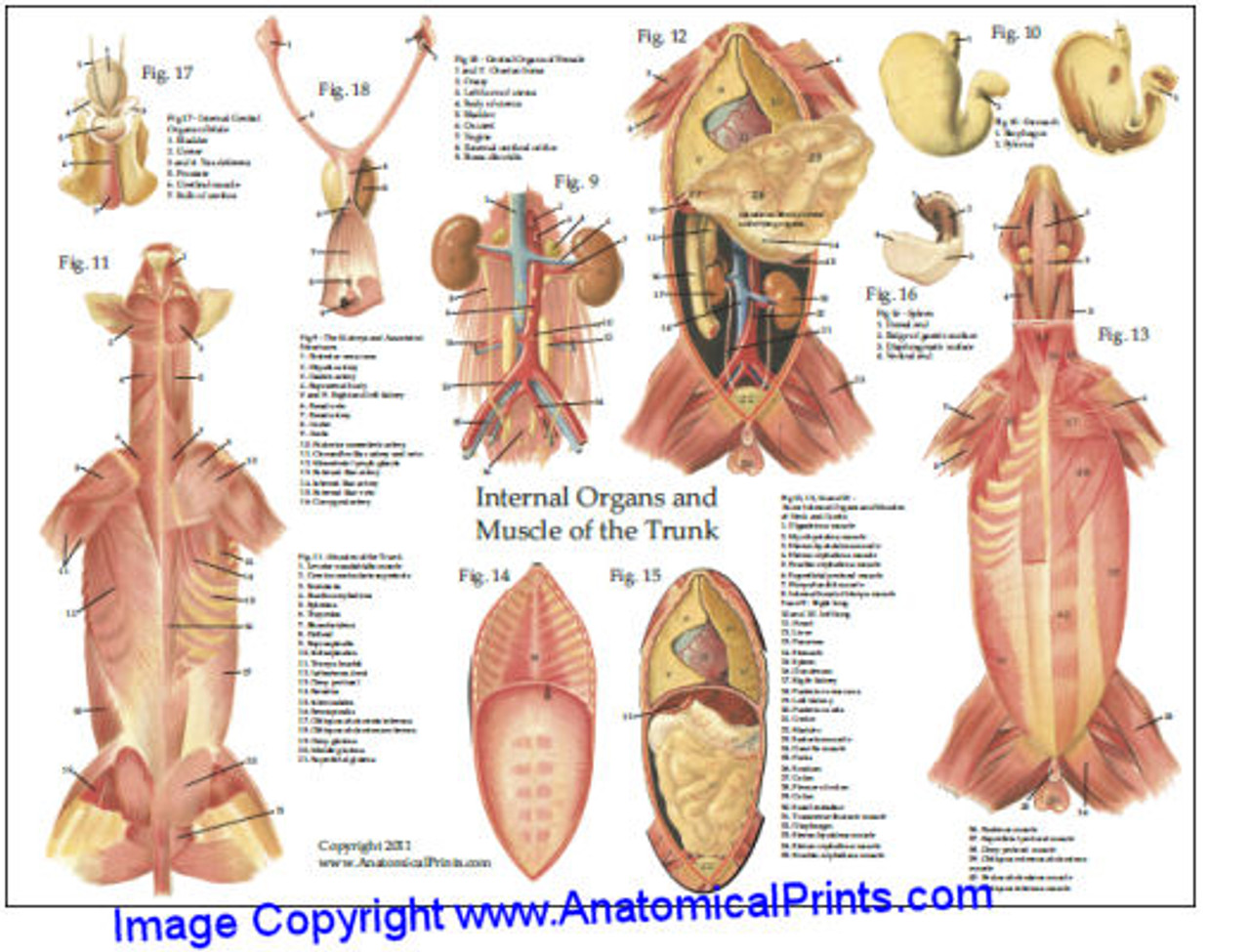 Internal Organ Chart