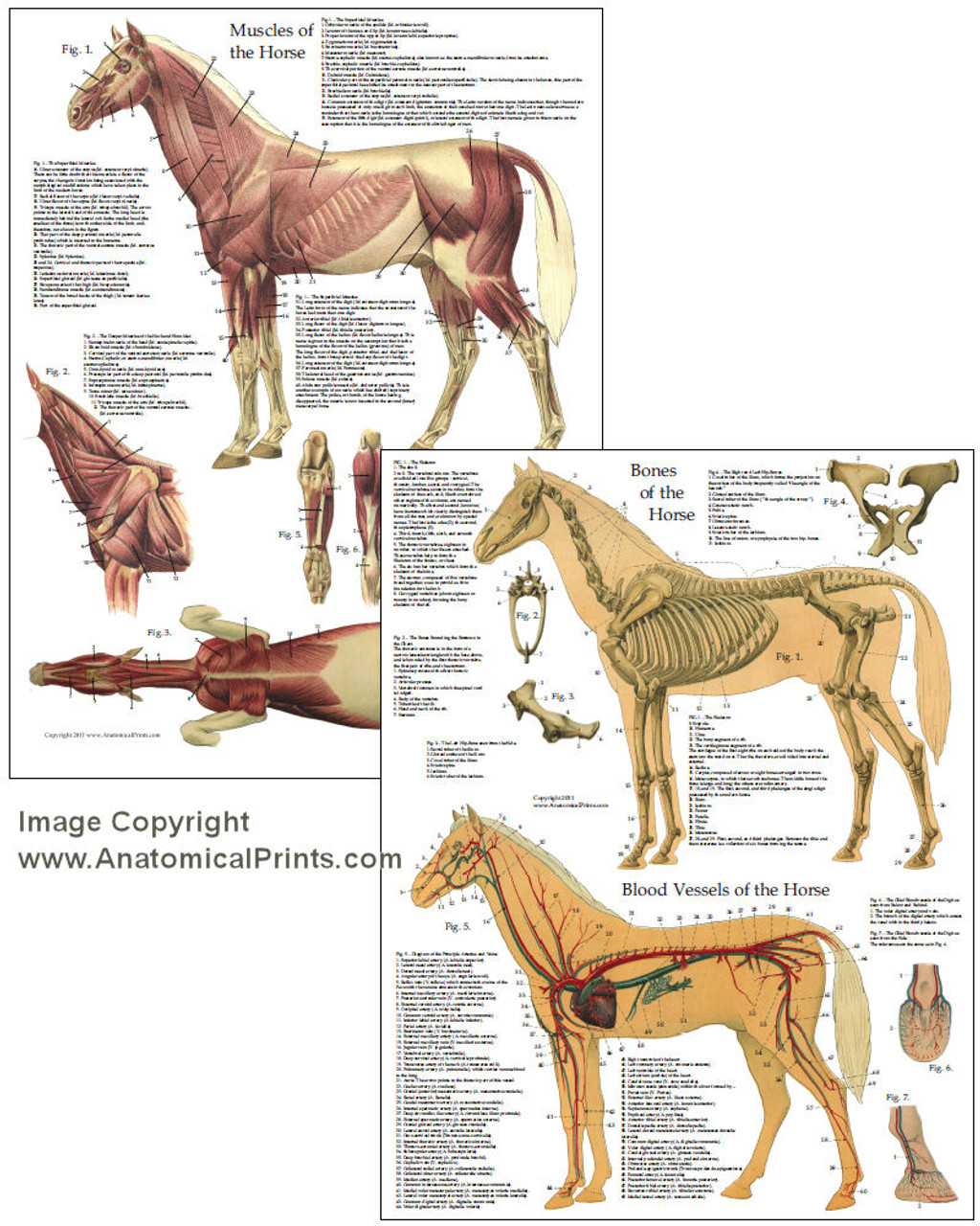 Equine Anatomy Charts