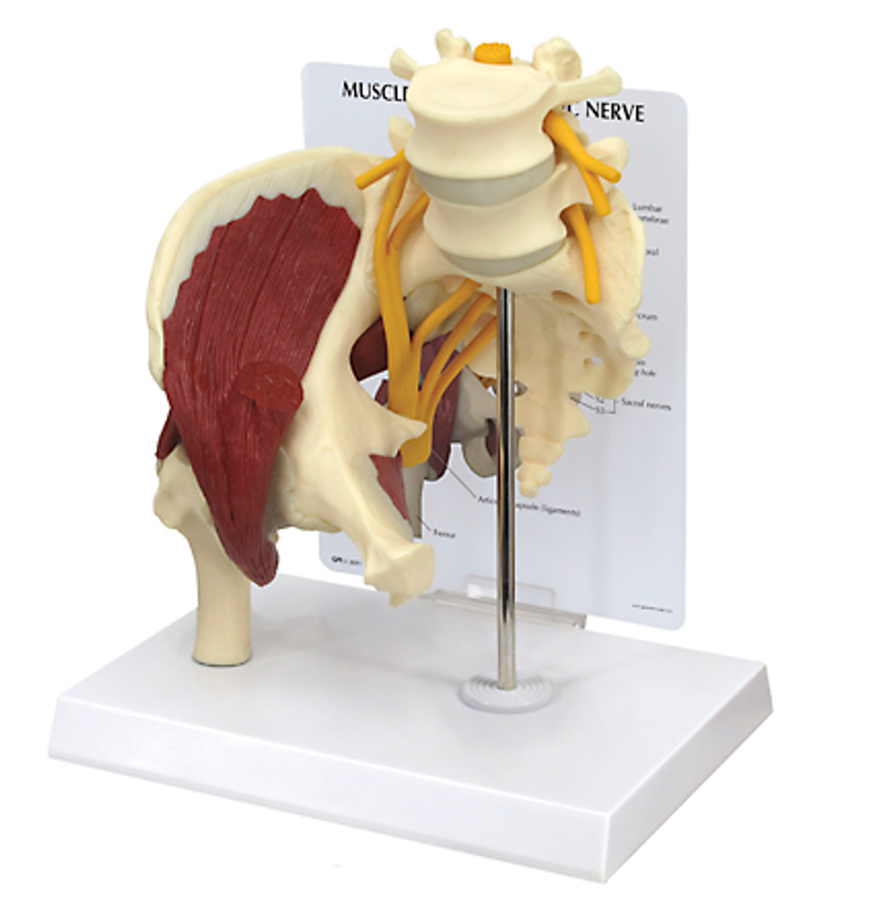 Lumbar Spine,Hip and Sciatic Nerve Anatomical Model