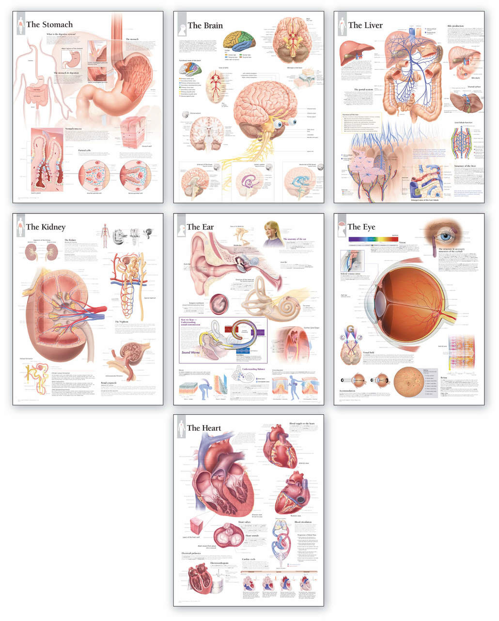 Medical Wall Charts Educational