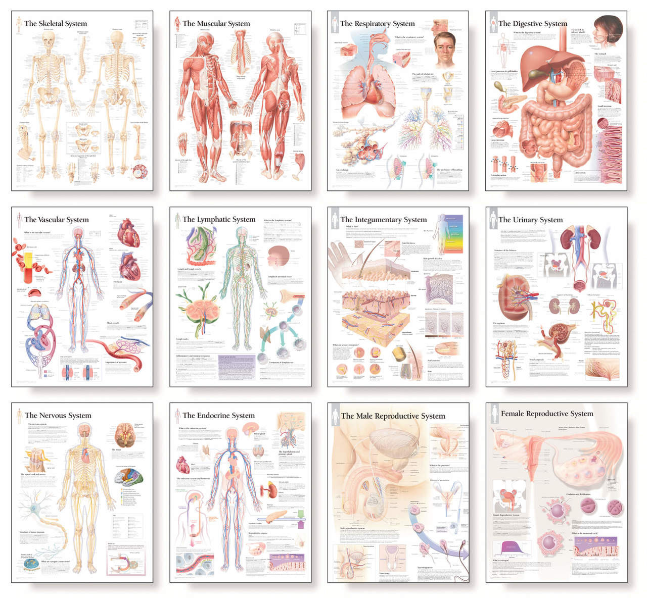 Body System Anatomical Chart Set - Clinical Charts and Supplies