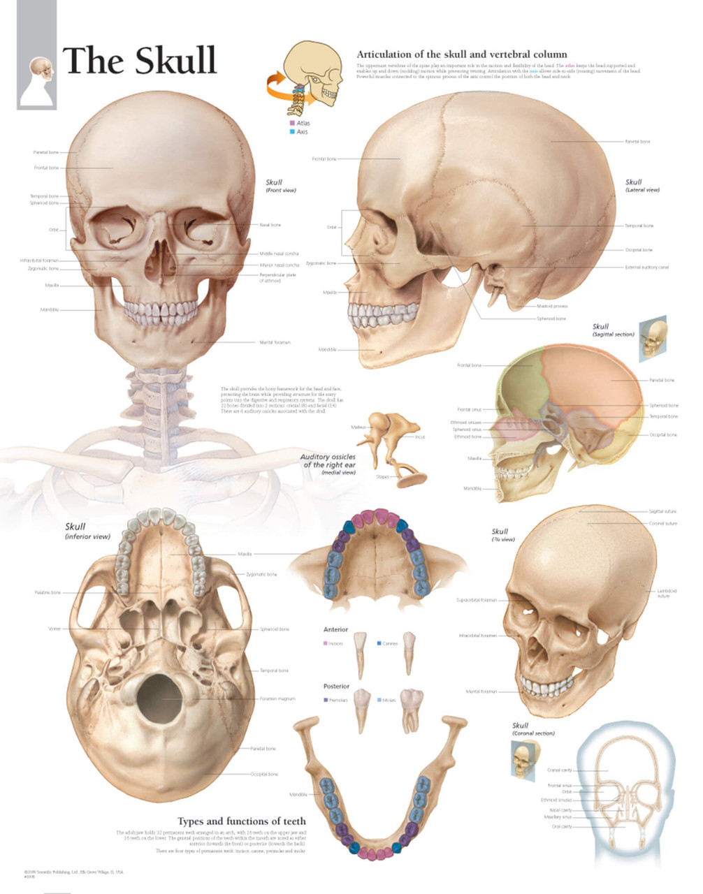 Bones of the Skull Anatomy - Jacksonville Orthopaedic Institute