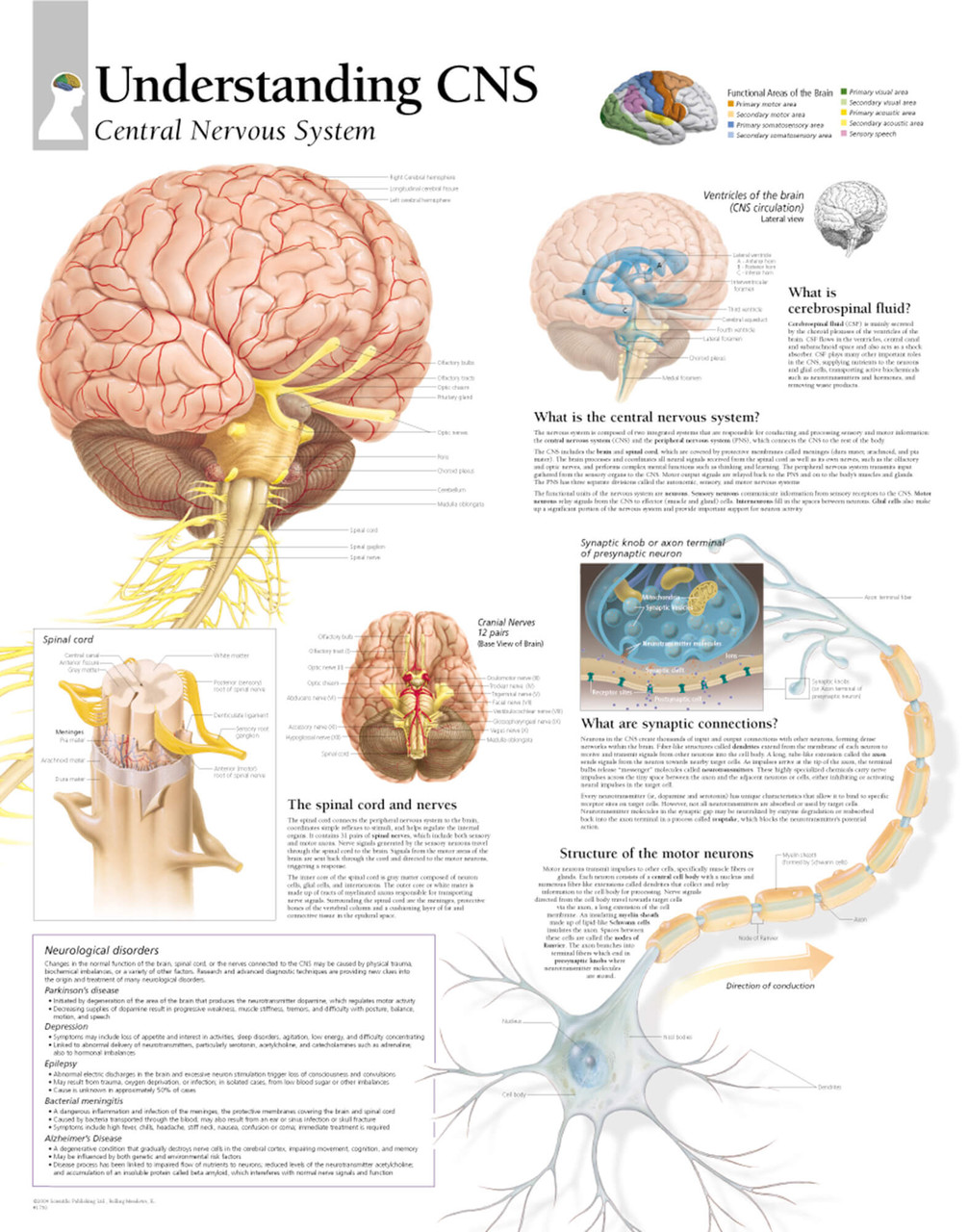 The Central Nervous System Poster