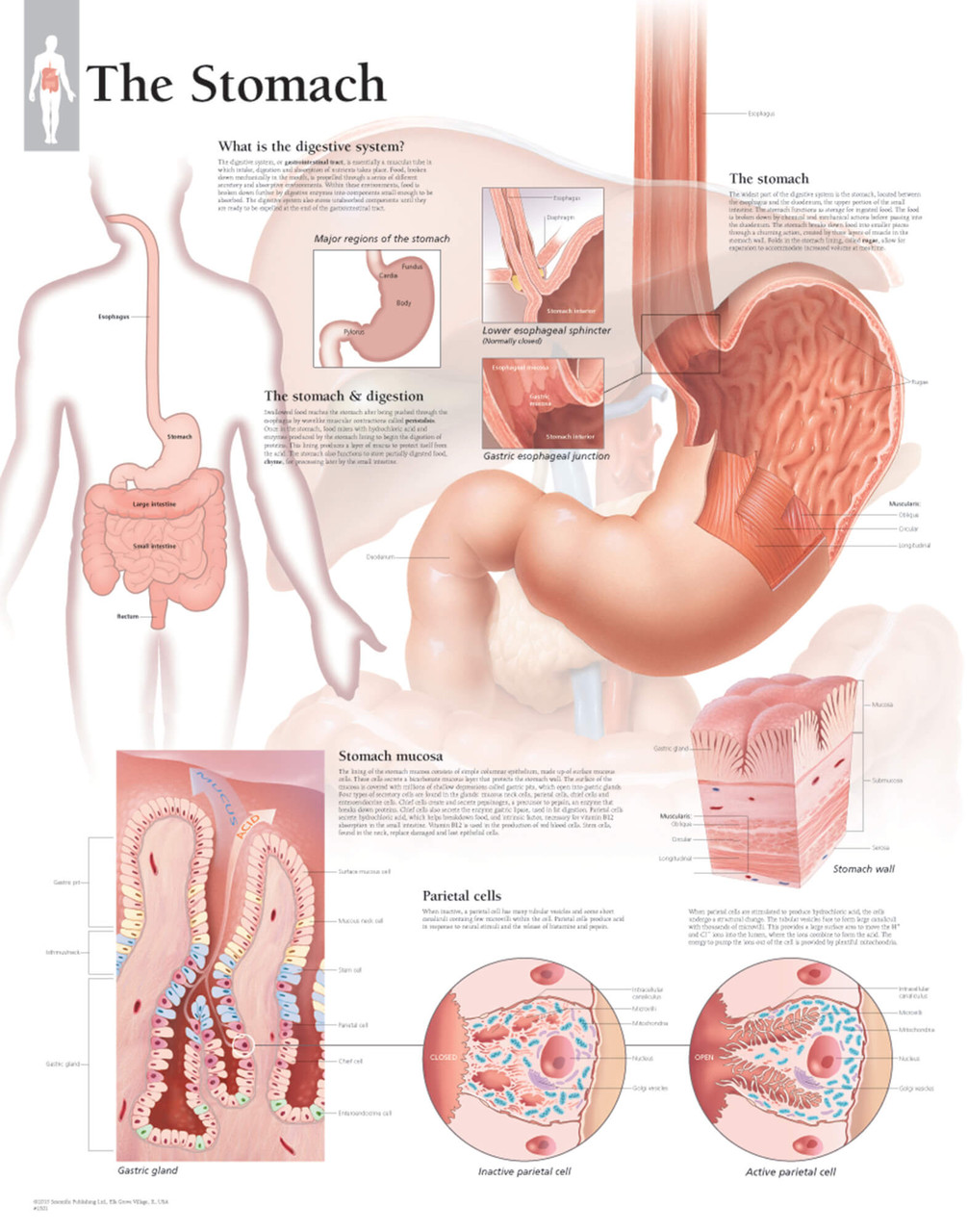 Stomach Poster