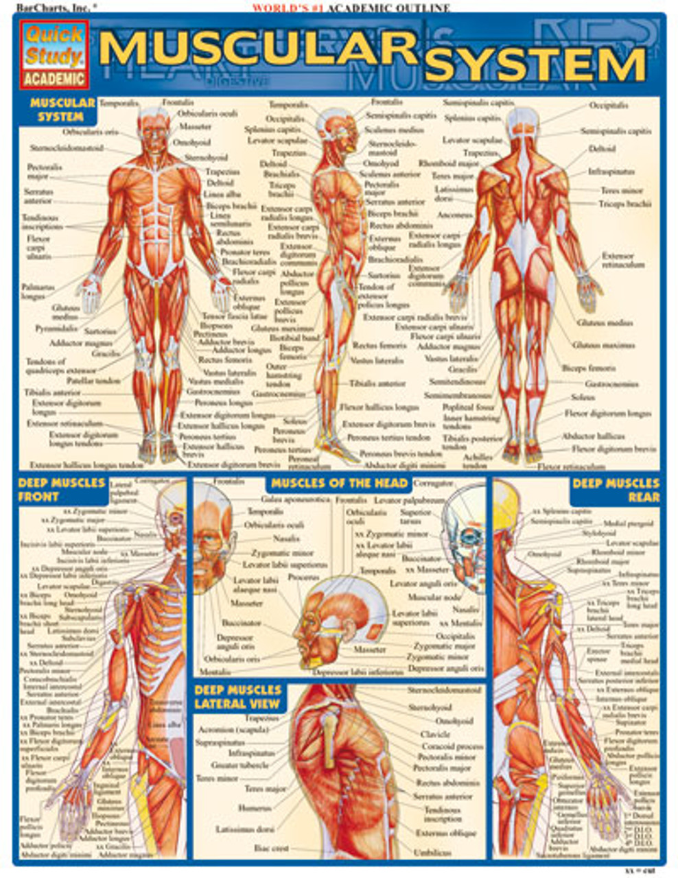 complete anatomy of a muscle diagram