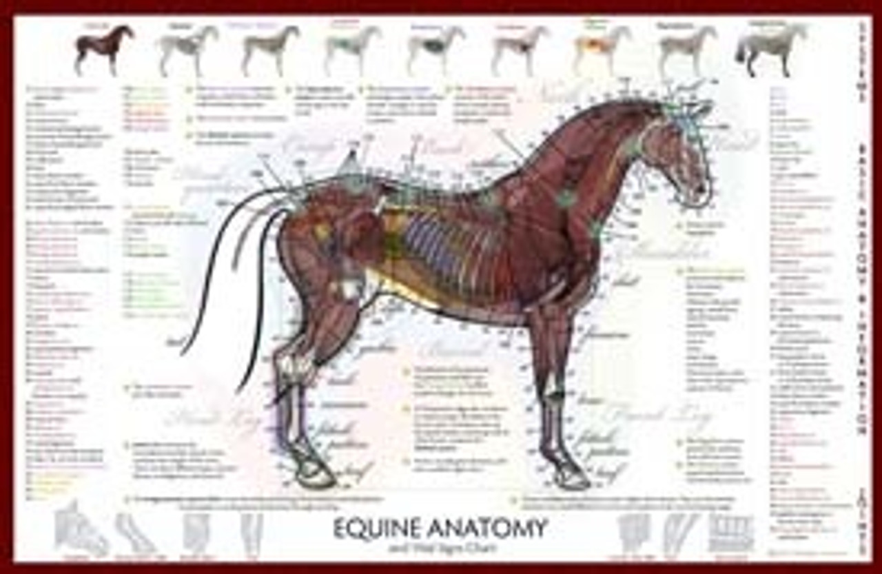 Equine Anatomical Charts