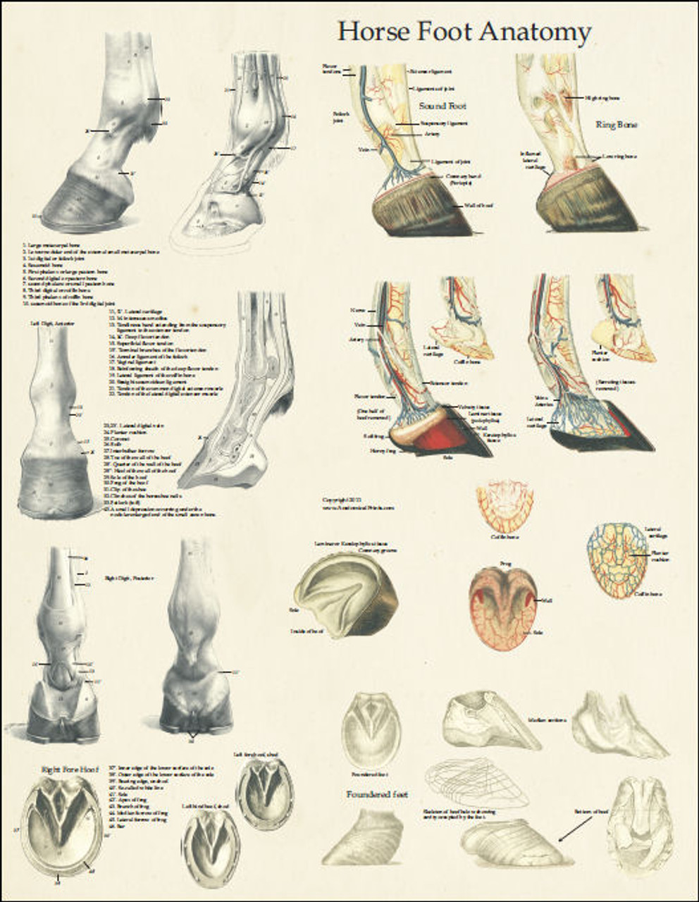 Equine Foot Anatomy Poster