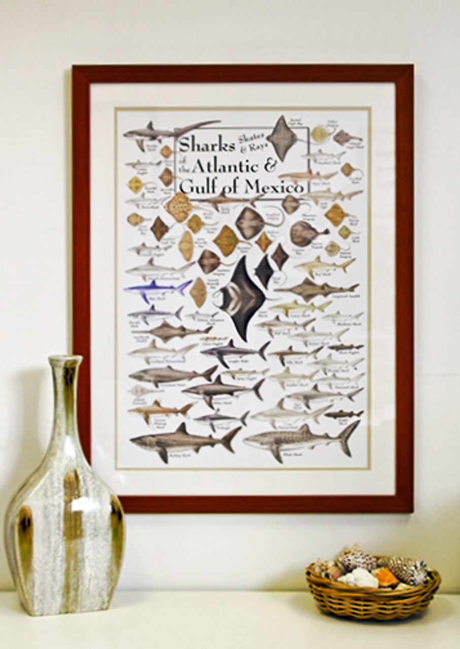 Sharks, Skates and Rays of the Atlantic and Gulf of Mexico Poster Clinical Charts and Supplies Sharks, Skates and Rays of the Atlantic and Gulf of Mexico Poster Clinical Charts and Supplies