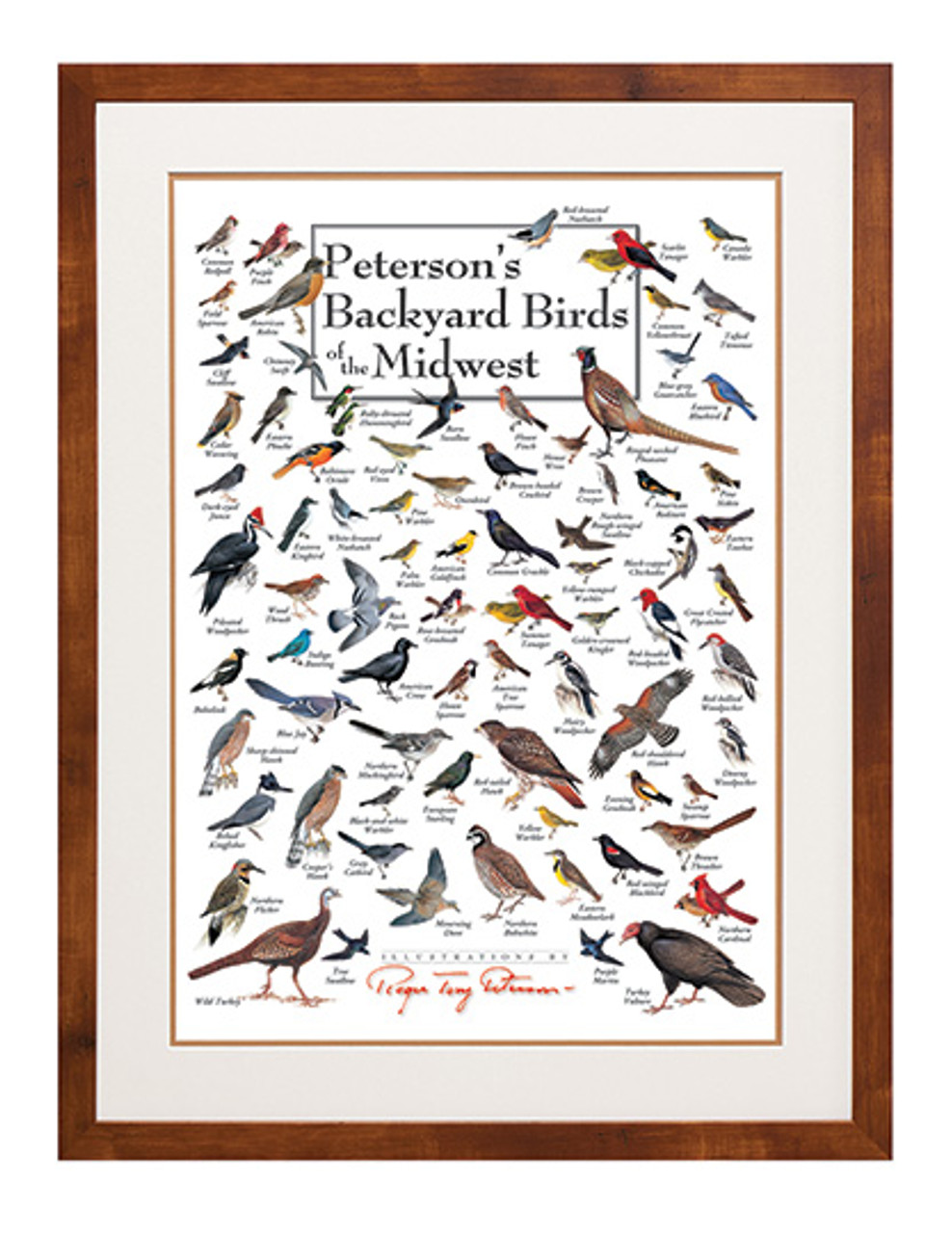 Peterson's Backyard Birds of the Midwest Poster