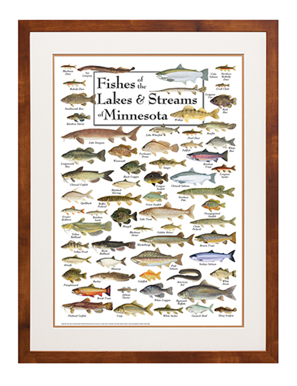 Fishes of Lakes & Streams of Minnesota Poster