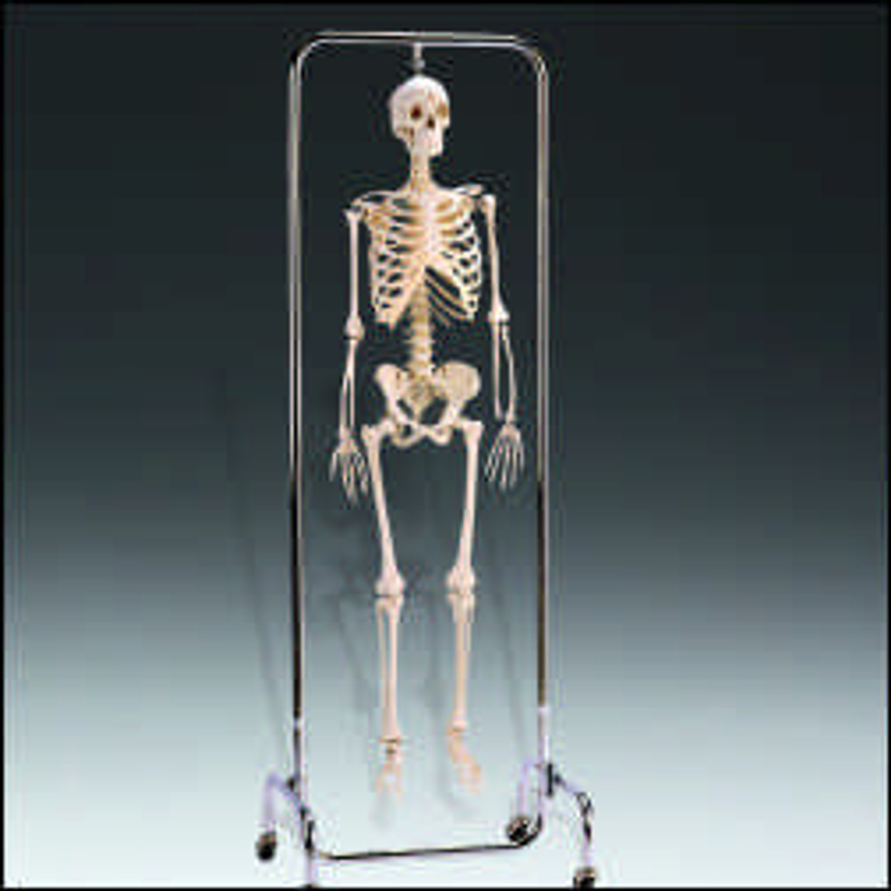 Deluxe Skeleton Model Reproduction