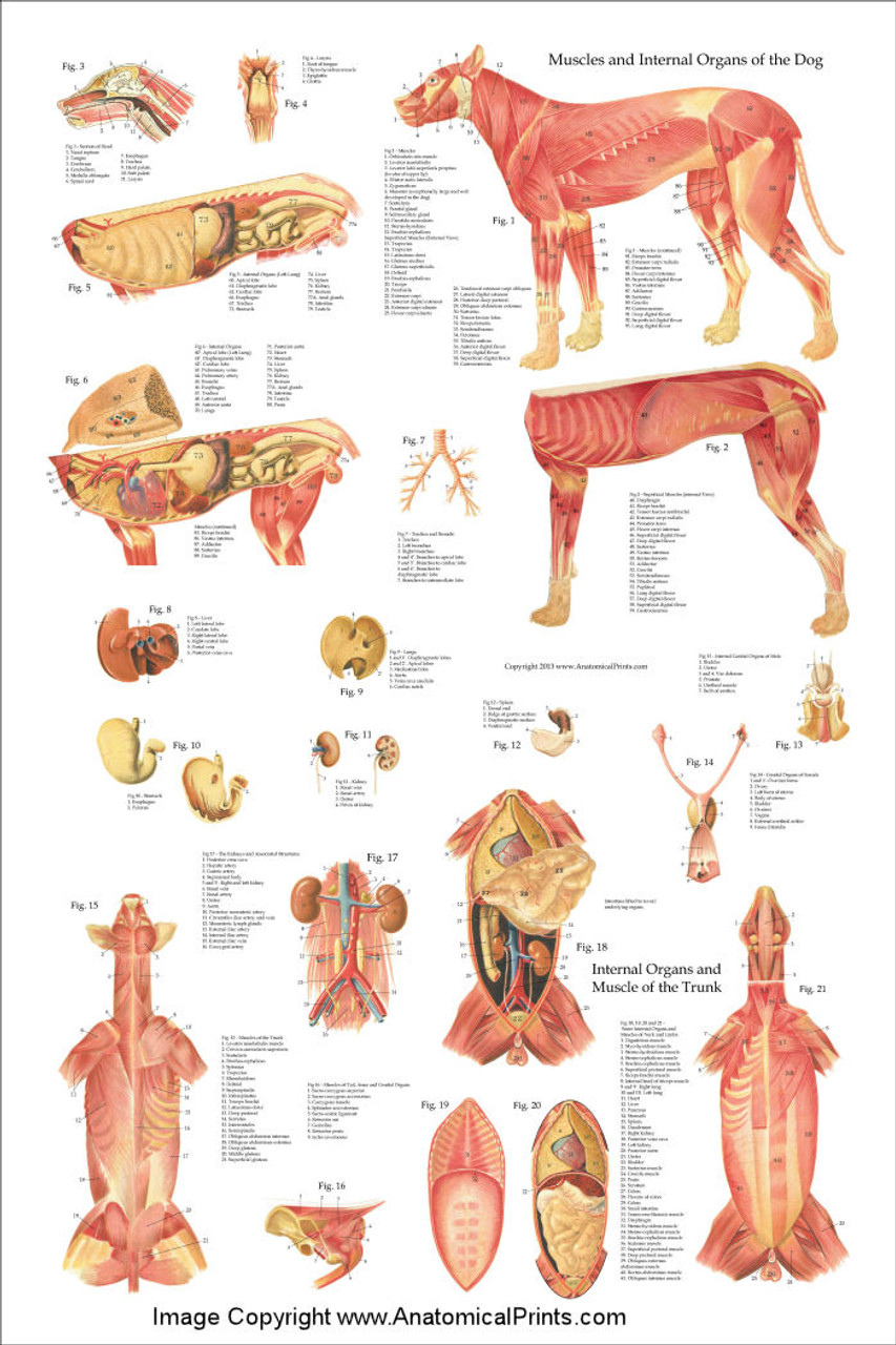 Dog Reflexology Chart