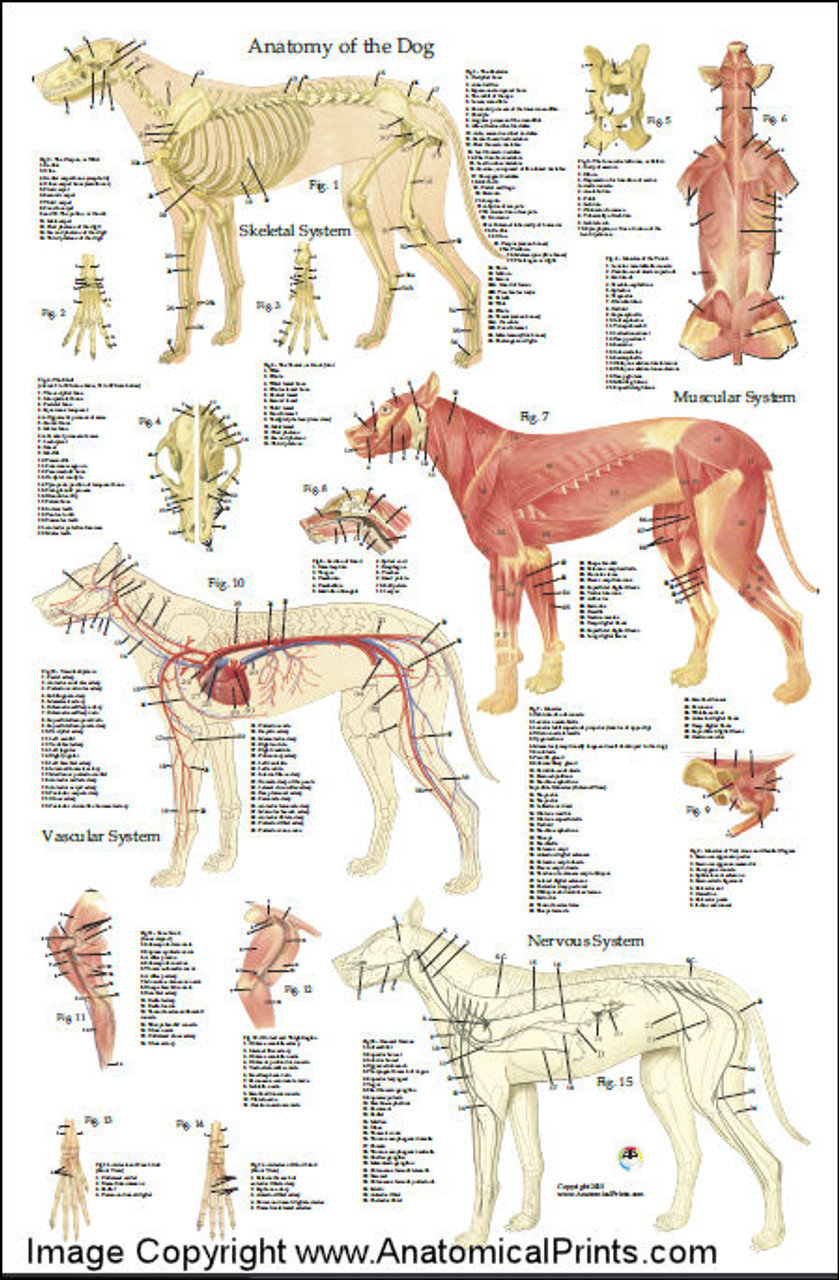 Dog Acupuncture Chart