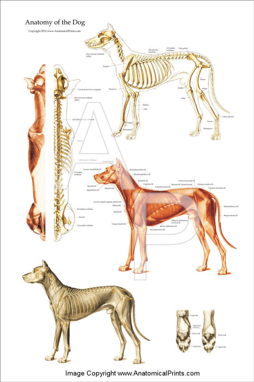 Canine Muscle Chart