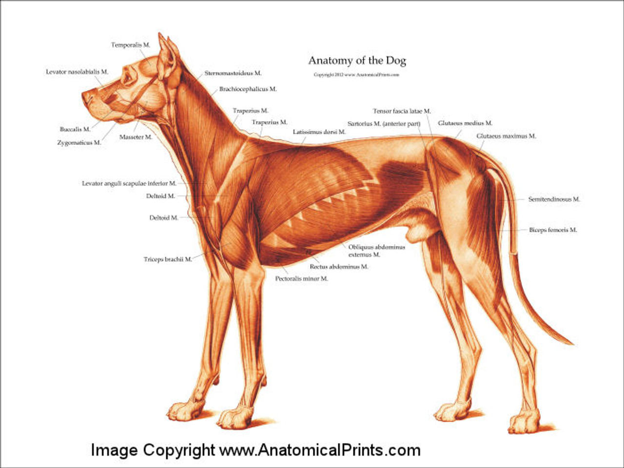 Dog Muscle Chart