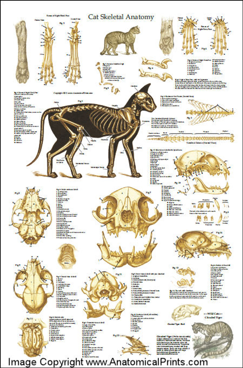 Feline Anatomy Chart