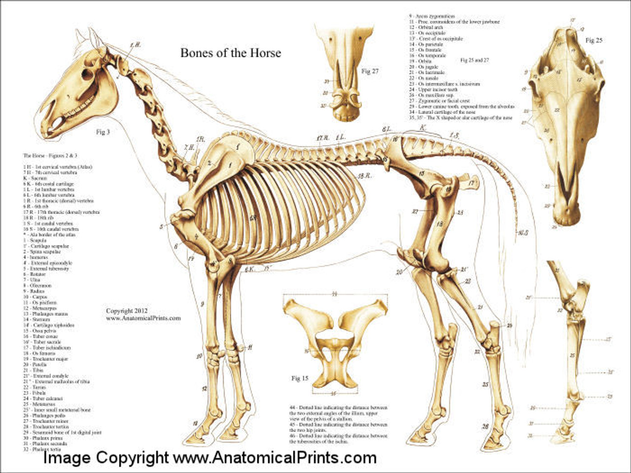 horse skull labeled