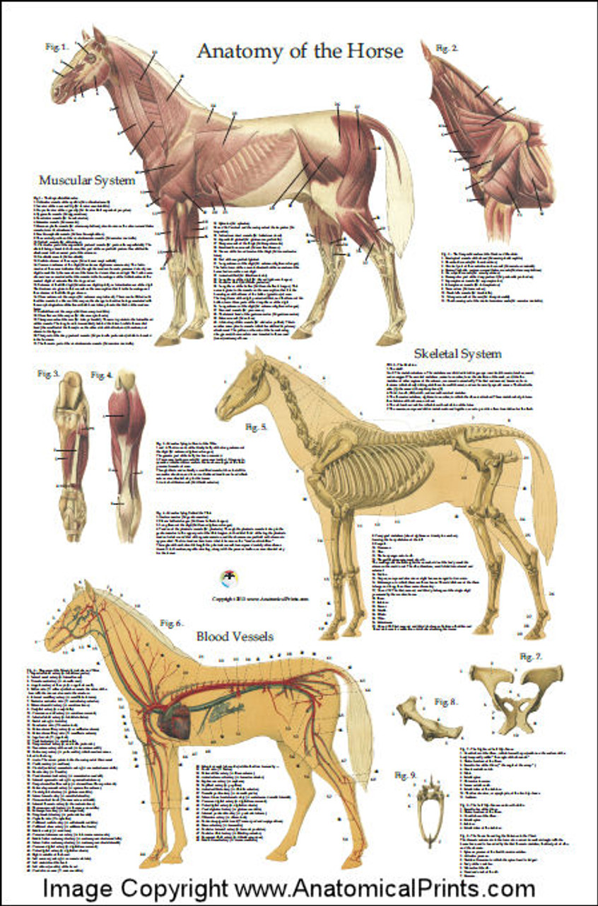 French Equine Anatomy Chart