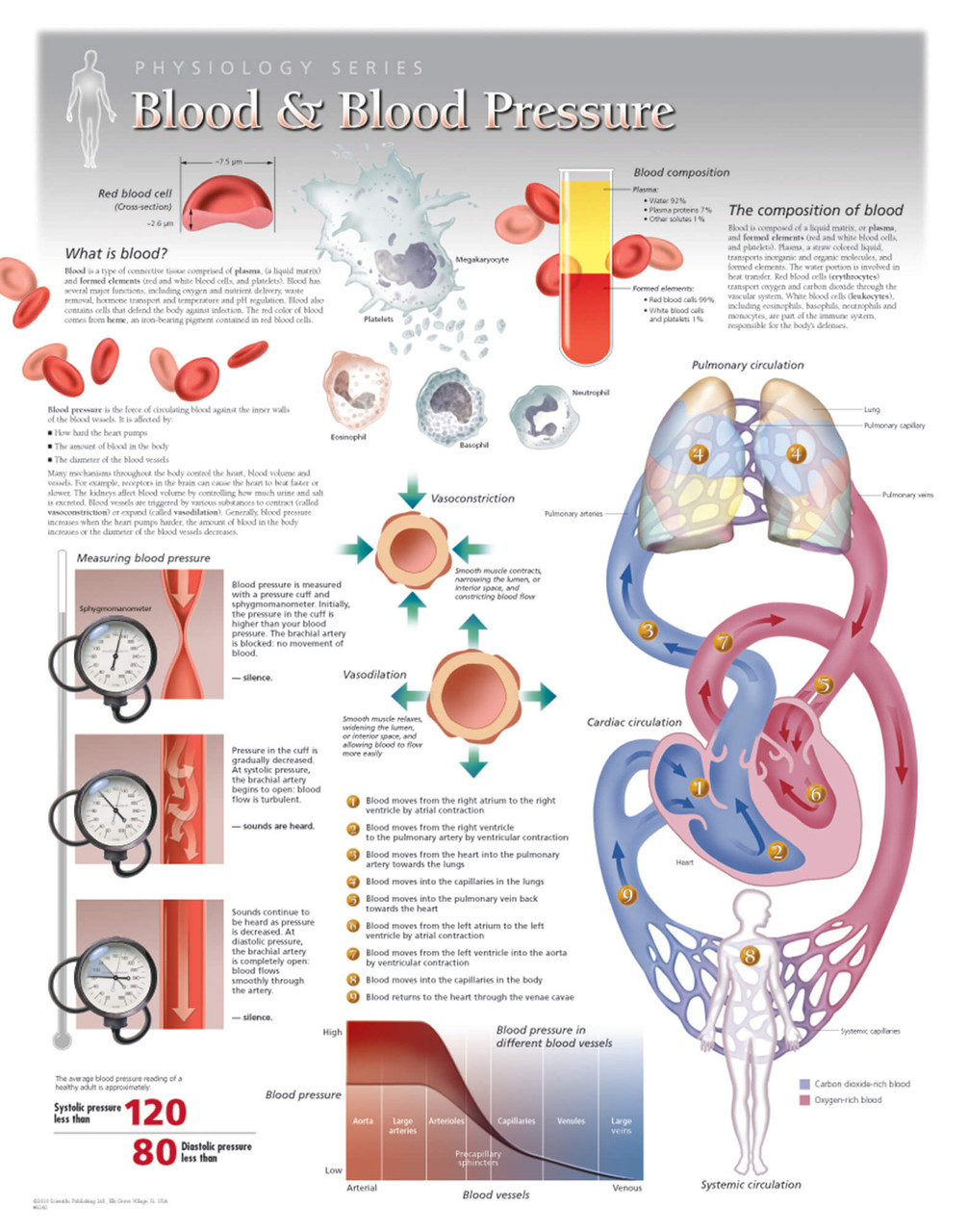 Blood and Blood Pressure Chart