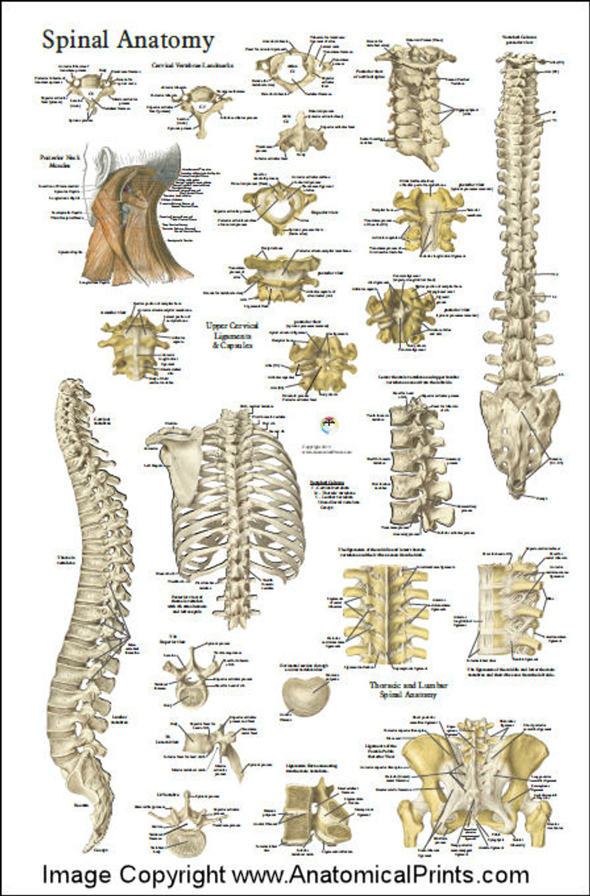 Spinal Anatomy Chart - Clinical Charts and Supplies