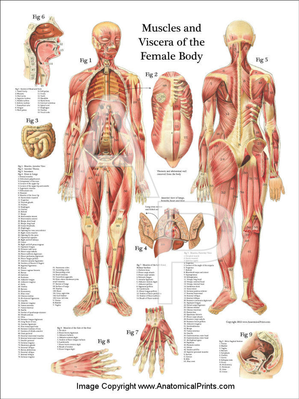 Female Muscular System Anatomical Chart