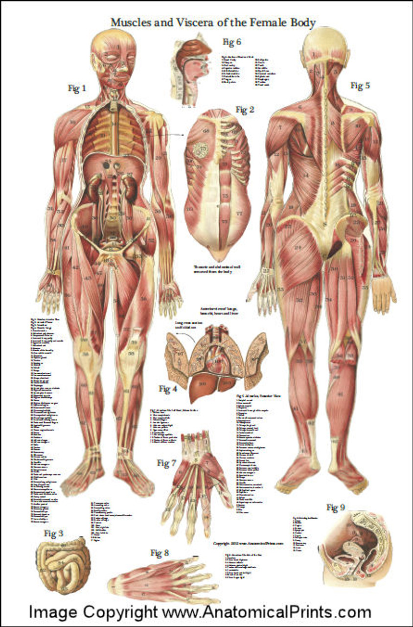 Anatomy Posters Muscle Charts