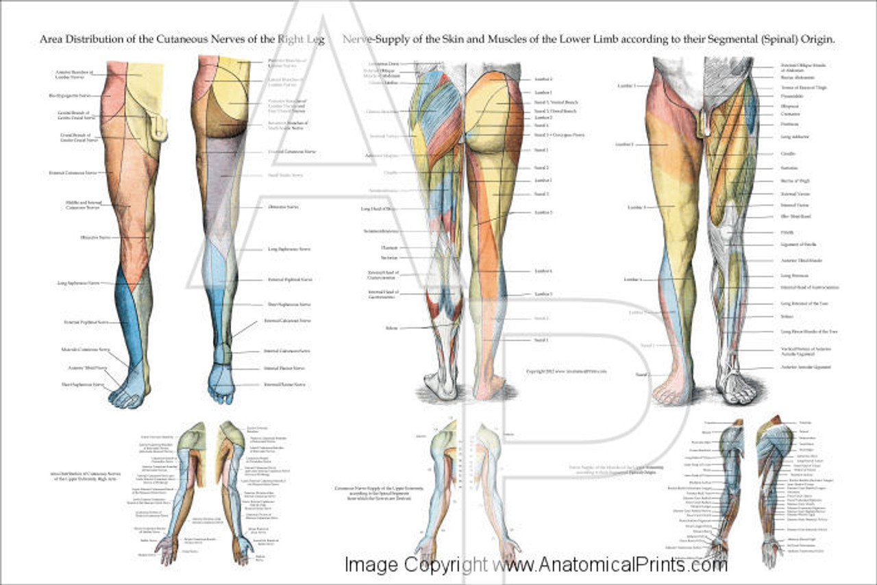Leg Muscle Innervation Chart