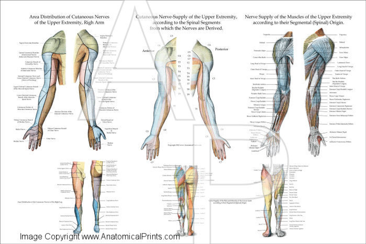 Upper Extremity Innervation Chart