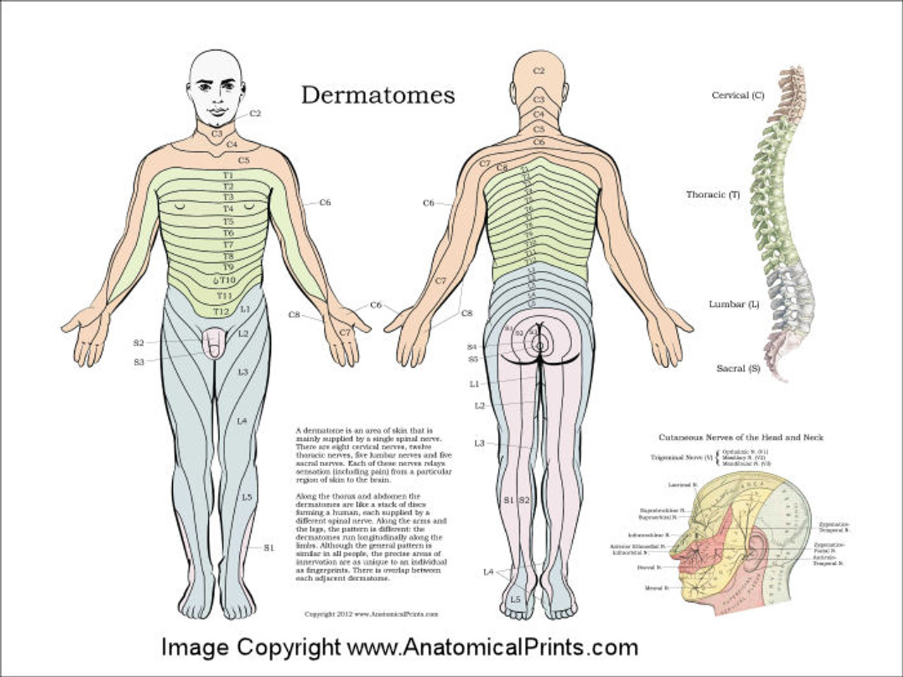 What Is A Dermatome Chart