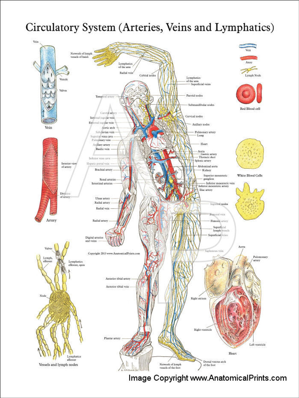 Lymph System Chart