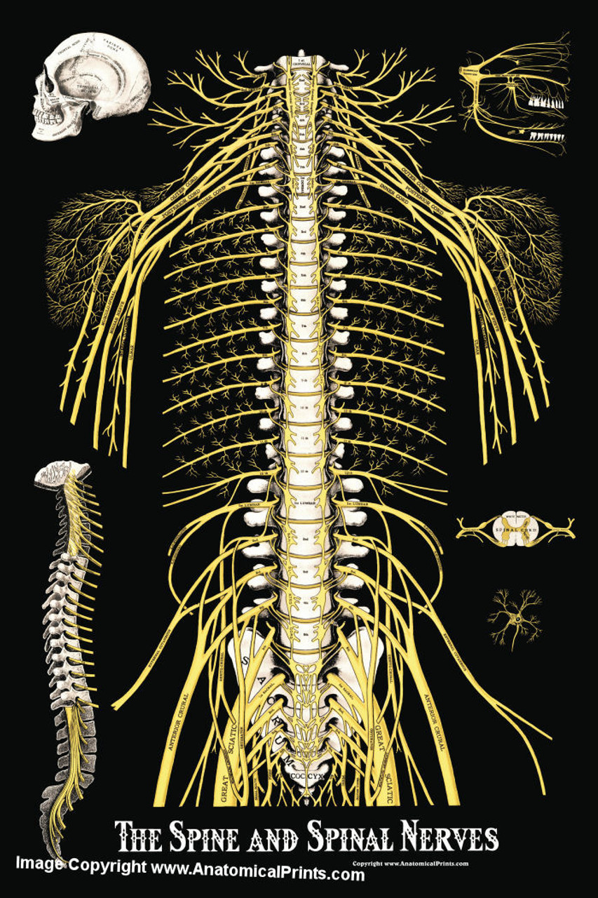 The Spine And Spinal Nerves Poster Clinical Charts And Supplies 9128