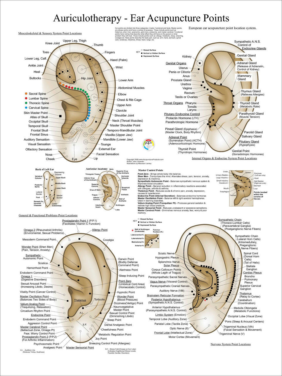 European Acupuncture Points