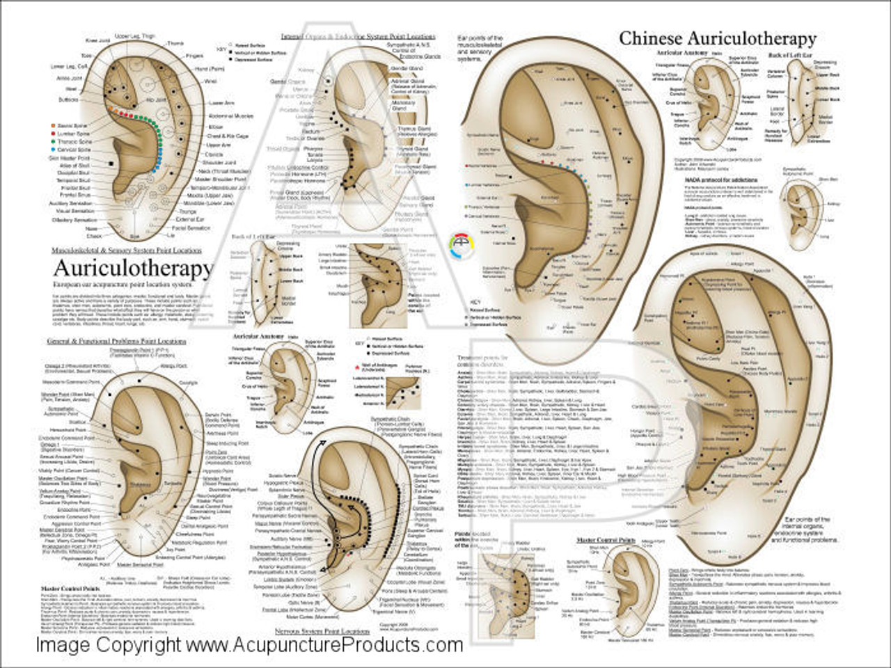 Auricular Therapy Ear Chart